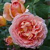 Саженец: Роза штамбовая « Абрахам Дерби (Abraham Darby)», фото 2