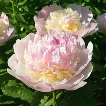 Пионы