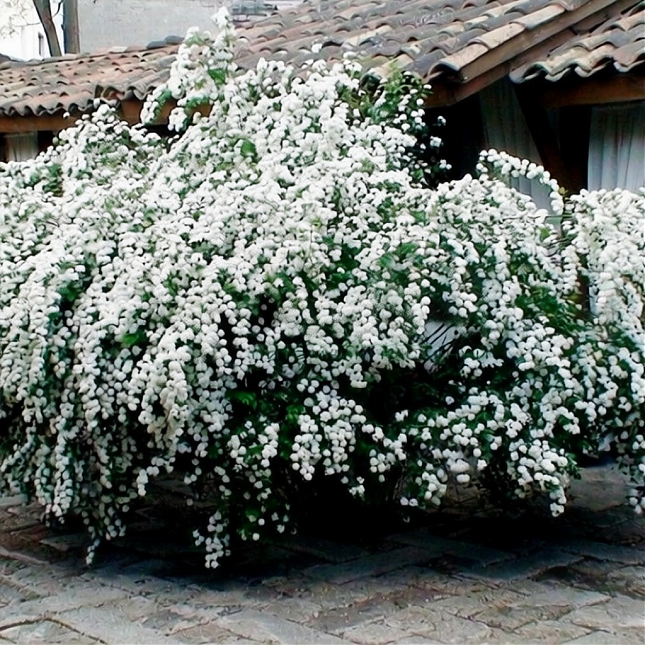 Саженец: Спирея Вангута, фото 1