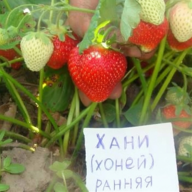 Саженец: Клубника «Хонней», фото 1