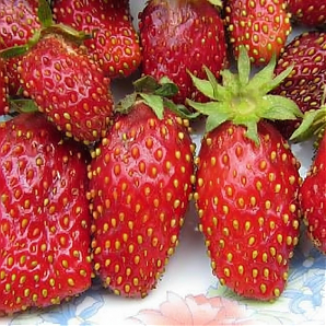 Клубника «Купчиха»