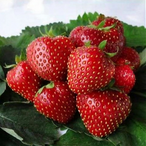 Клубника «Кент»