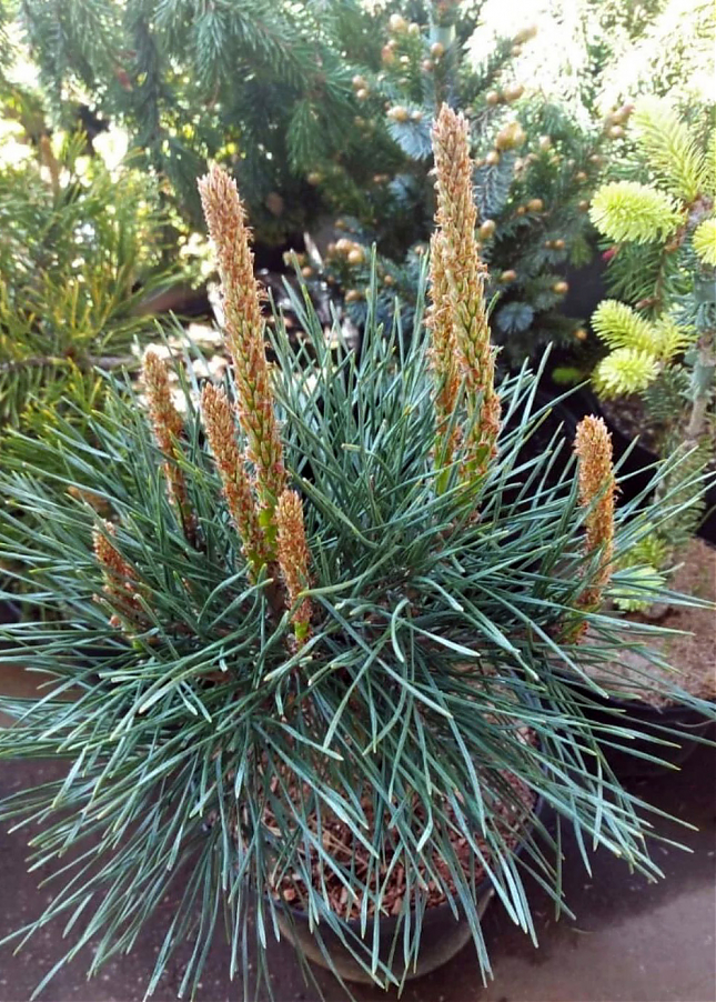 Саженец: Сосна Чантри Блю (Pinus sylvestris Chantry Blue) , фото 1