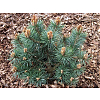 Саженец: Сосна Чантри Блю (Pinus sylvestris Chantry Blue) , фото 2