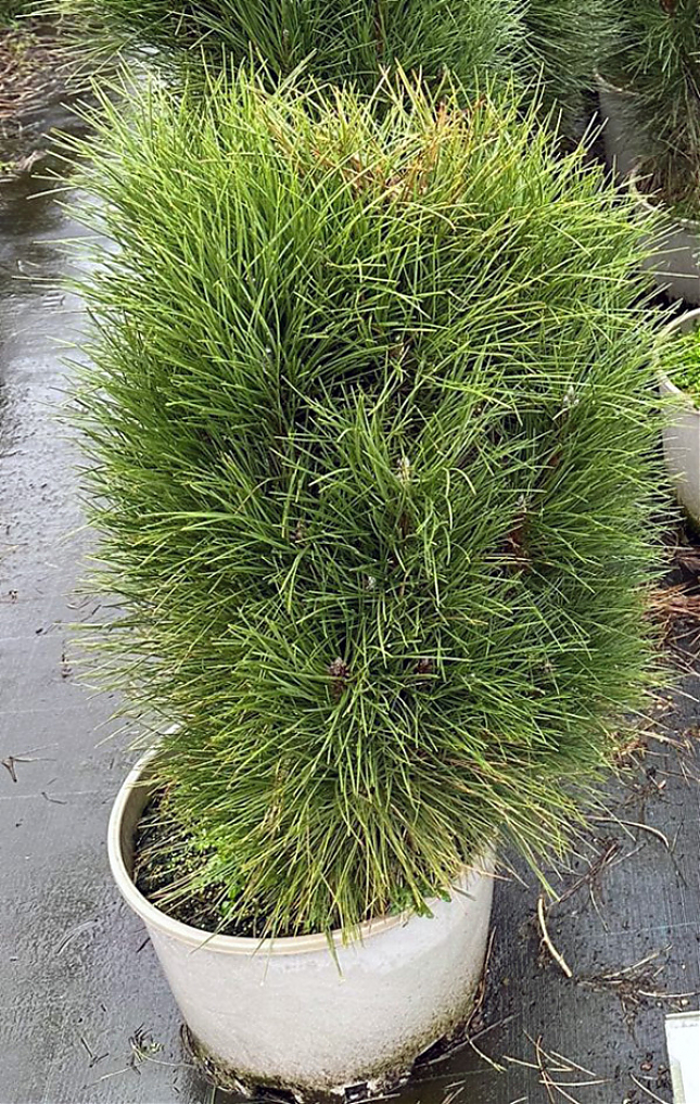 Саженец: Сосна черная Грин Тауэр (Pinus nigra Green Tower), фото 1