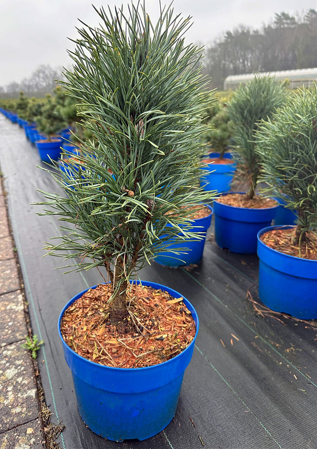 Саженец: Сосна Фастигиата (Pinus sylvestris Fastigiata) , фото 1