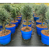 Саженец: Сосна Фастигиата (Pinus sylvestris Fastigiata) , фото 2