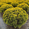 Саженец: Сосна Карстенс Винтерголд (Pinus mugo Carstens Wintergold) , фото 2