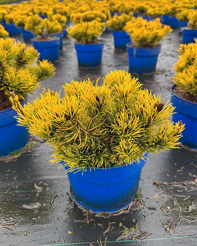 Саженец: Сосна Карстенс Винтерголд (Pinus mugo Carstens Wintergold) , фото 1