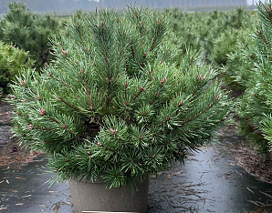 Саженец: Сосна Мартам (Pinus sylvestris Martham) Сосна Мартам (Pinus sylvestris Martham)