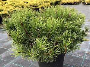 Саженец: Сосна Муго Мугус (Pinus Mugo Mughus) Сосна Муго Мугус (Pinus Mugo Mughus)