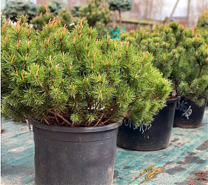 Саженец: Сосна Муго Пумилио (Pinus Mugo Pumilio) Сосна Муго Пумилио (Pinus Mugo Pumilio)