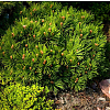 Саженец: Сосна Шмидта (Pinus leucodermis Schmidtii) , фото 2
