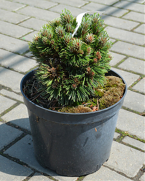 Саженец: Сосна Шмидта (Pinus leucodermis Schmidtii) Сосна Шмидта (Pinus leucodermis Schmidtii)