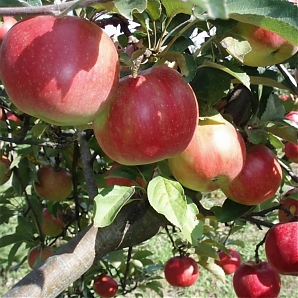 Яблоня «Айдаред»