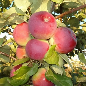 Яблоня «Орлик»
