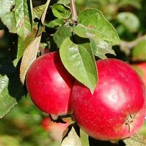 Яблоня «Звездочка»