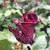 Саженец: Роза чайно-гибридная «Блэк Баккара  (Black Baccara), фото 3