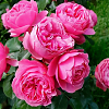 Саженец: Роза флорибунда  « Леонардо Да Винчи (Rose Leonardo da Vinci)», фото 2