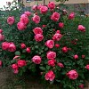 Саженец: Роза флорибунда  « Леонардо Да Винчи (Rose Leonardo da Vinci)», фото 4