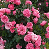 Саженец: Роза флорибунда  « Леонардо Да Винчи (Rose Leonardo da Vinci)», фото 3