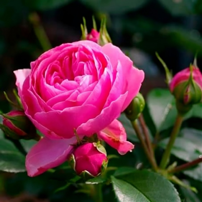 Саженец: Роза флорибунда  « Леонардо Да Винчи (Rose Leonardo da Vinci)», фото 1
