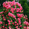 Саженец: Роза плетистая «  Розариум Кениген (Rosarium Kenigen)», фото 3