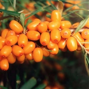 Облепиха «Крупноплодная»