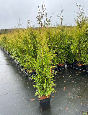 Саженец: Туя Брабант (Thuja occidentalis Brabant) Туя Брабант (Thuja occidentalis Brabant)