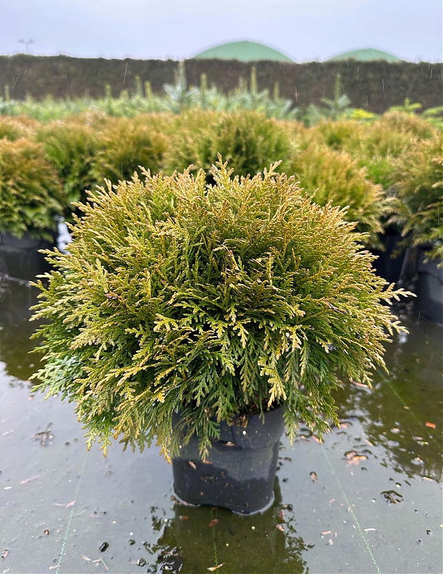 Саженец: Туя Даника​ (Thuja occidentalis Danica​), фото 1