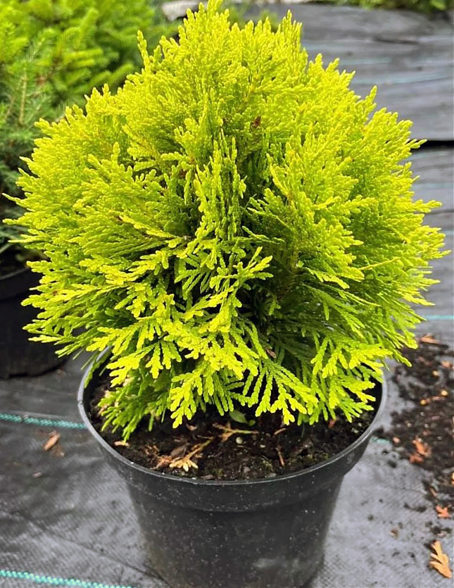Саженец: Туя Мириам (Thuja occidentalis Mirjam), фото 1