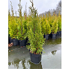 Саженец: Туя Смарагд (Thuja occidentalis Smaragd), фото 4