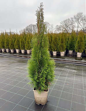 Саженец: Туя Смарагд (Thuja occidentalis Smaragd) Туя Смарагд (Thuja occidentalis Smaragd)