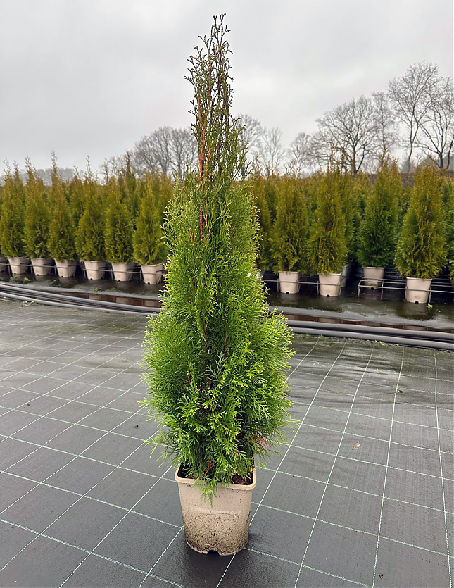 Саженец: Туя Смарагд (Thuja occidentalis Smaragd), фото 1