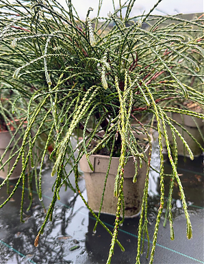 Саженец: Туя Випкорд (Thuja plicata Whipcord) Туя Випкорд (Thuja plicata Whipcord)